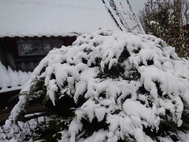 To chyba nie wytrzyma do zimy.