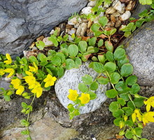Tojeść rozesłana Lysimachia nummularia (zdj.: Fotolia.com)