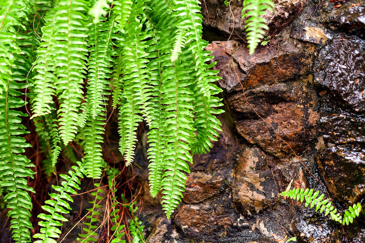 Zanokcica skalna Asplenium trichomanes (zdj.: Fotolia.com)
