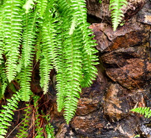 Zanokcica skalna Asplenium trichomanes (zdj.: Fotolia.com)