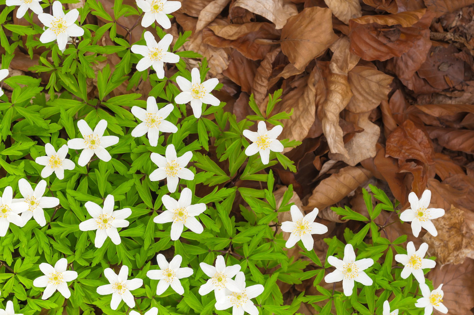 Zawilec gajowy Anemone nemorosa (zdj.: Fotolia.com)