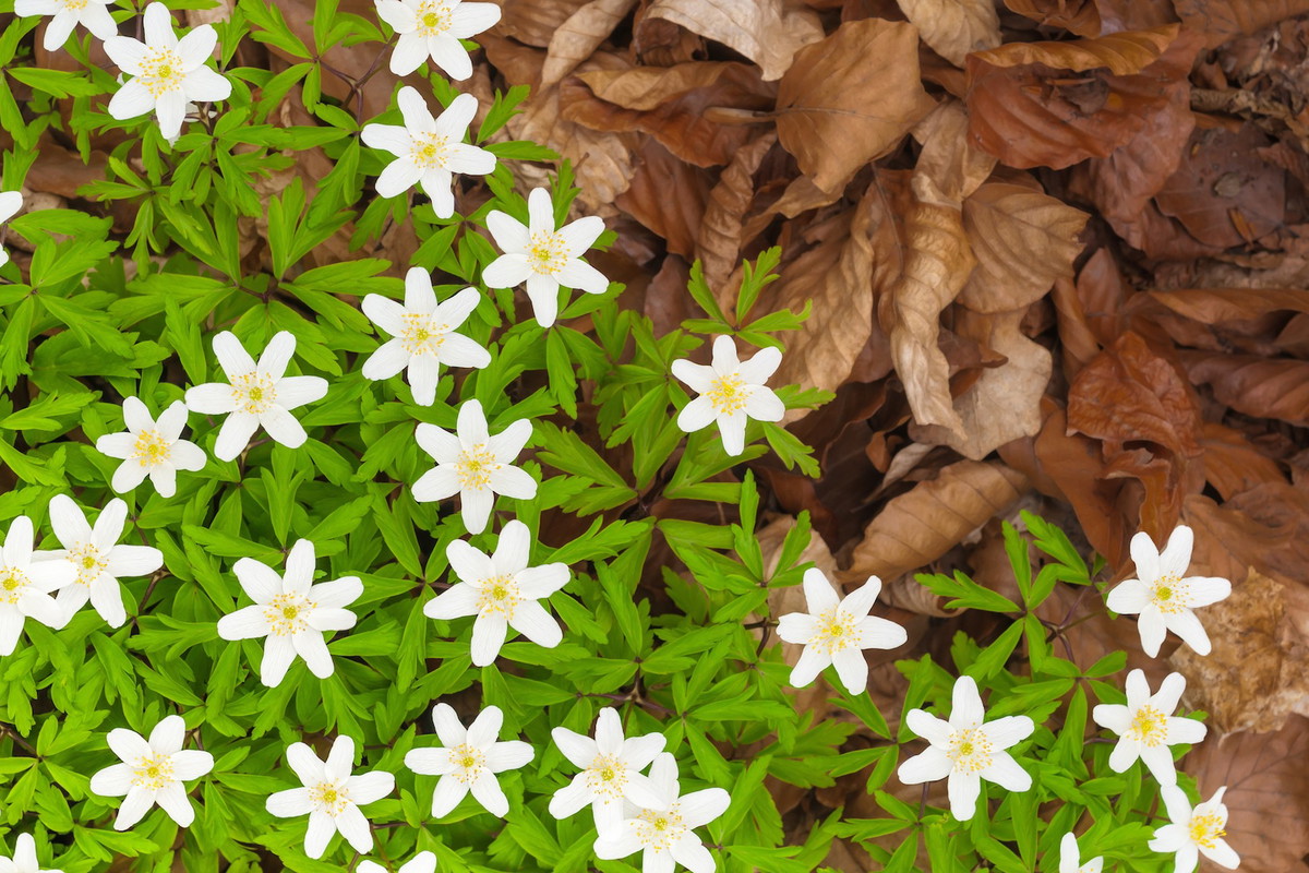 Zawilec gajowy Anemone nemorosa (zdj.: Fotolia.com)