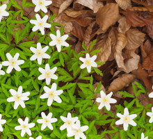 Zawilec gajowy Anemone nemorosa (zdj.: Fotolia.com)