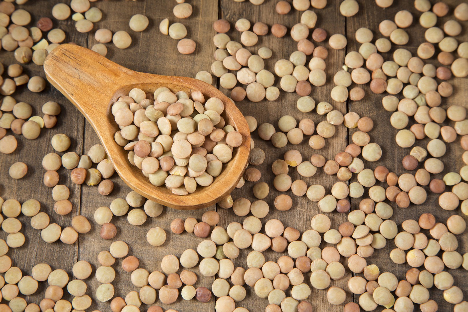 Ziarna soczewicy (zdj.: Fotolia.com)