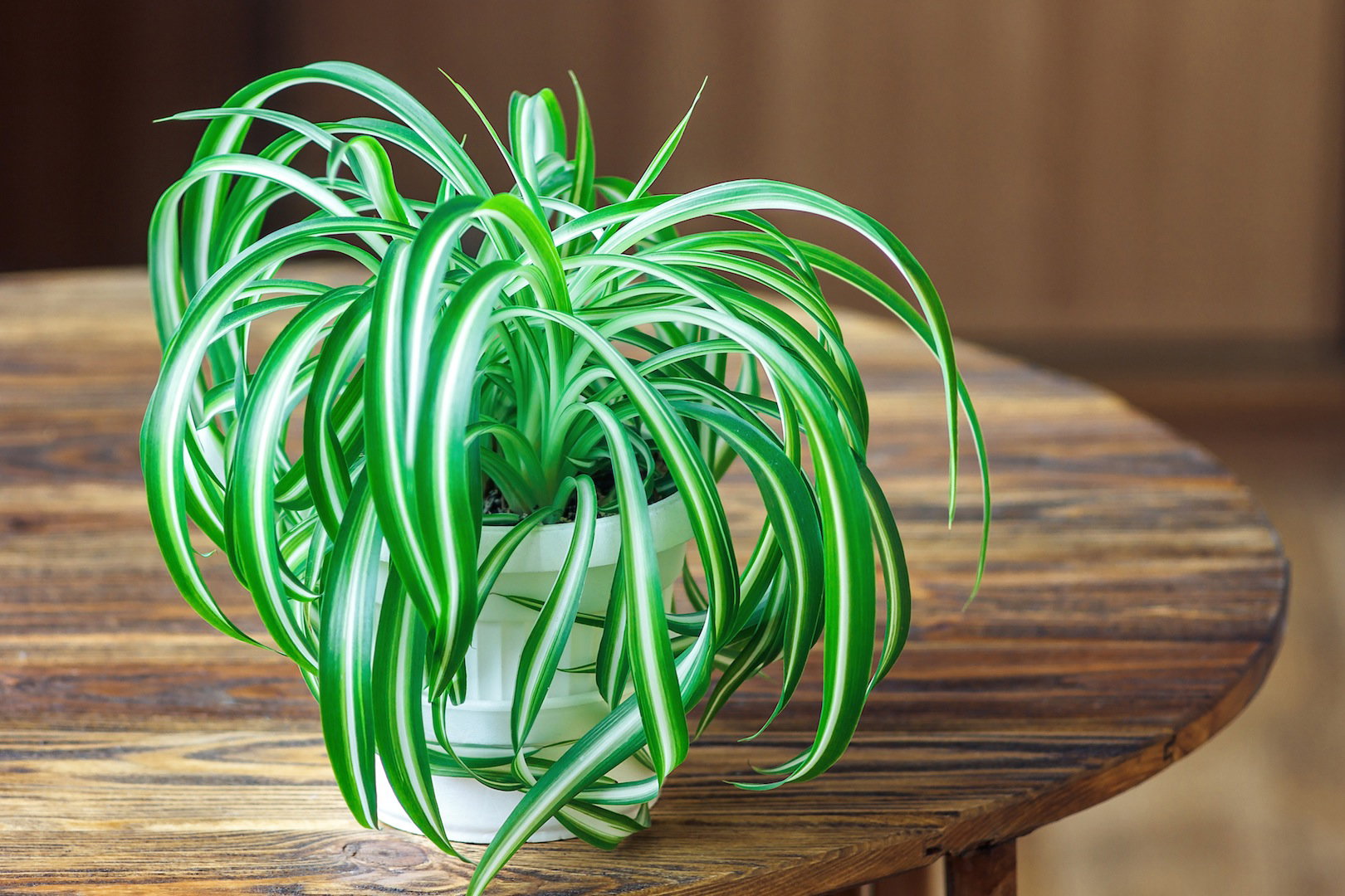 Zielistka Sternberga Chlorophytum comosum (zdj.: Fotolia.com)