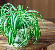 Zielistka Sternberga Chlorophytum comosum (zdj.: Fotolia.com)