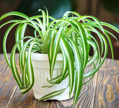 Zielistka Sternberga Chlorophytum (zdj.: Fotolia.com)