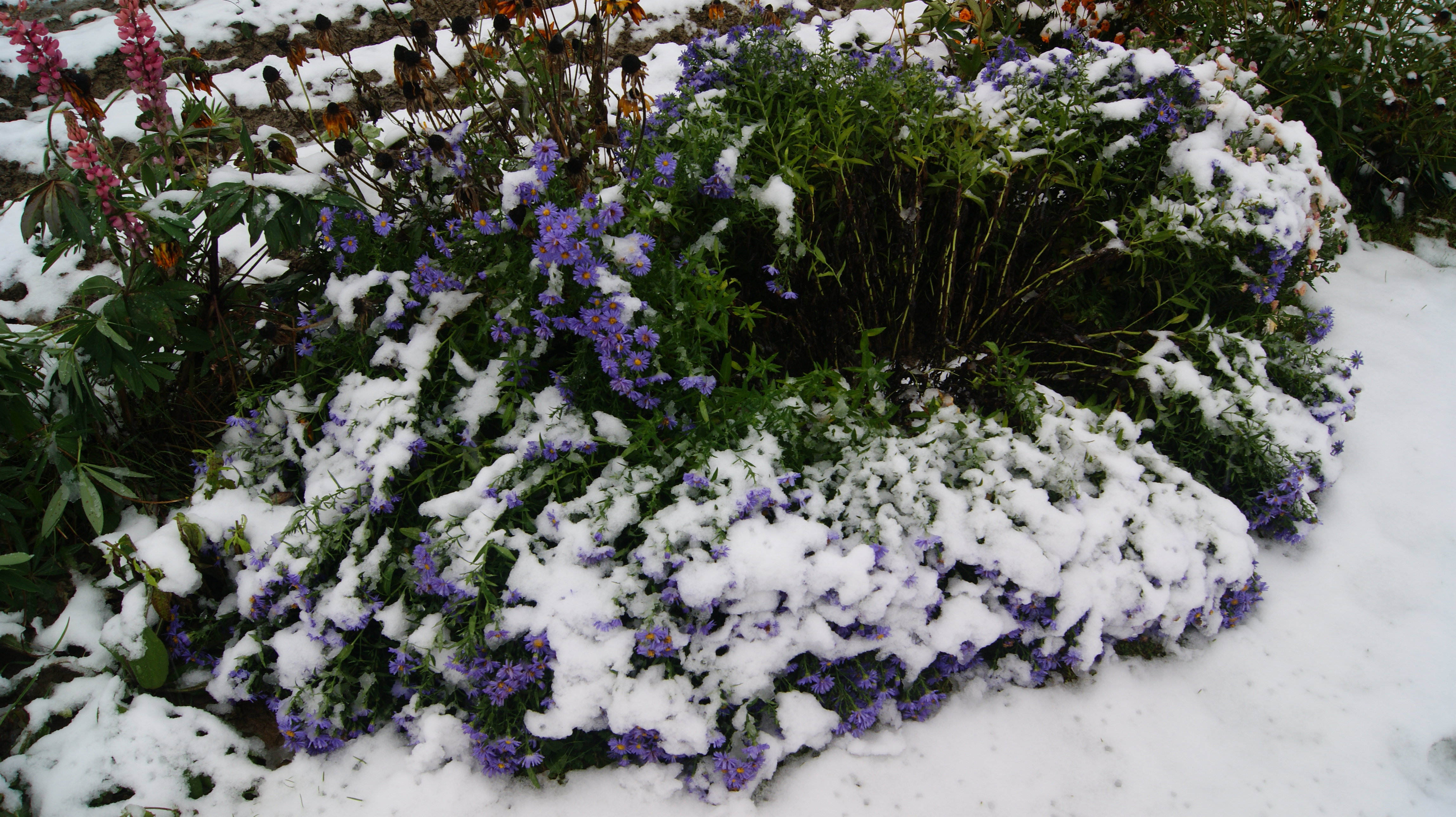 Zima przykryła Michałki