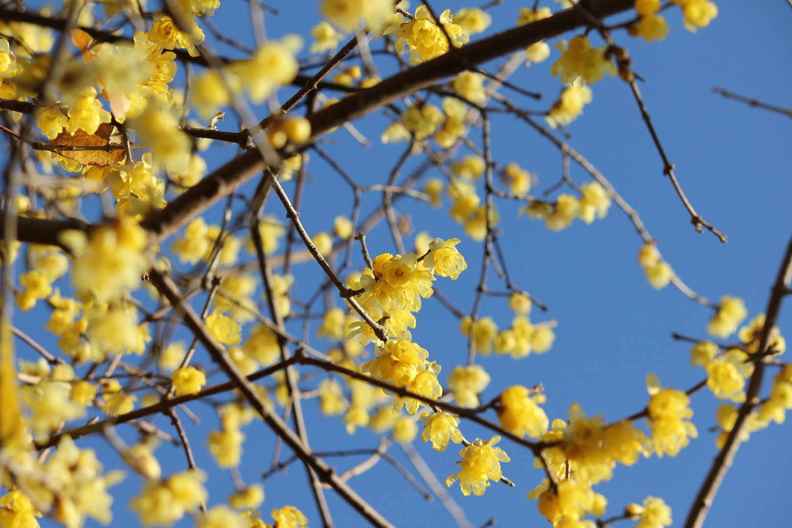 Zimokwiat wczesny Chimonanthus praecox (zdj.: Fotolia.com)