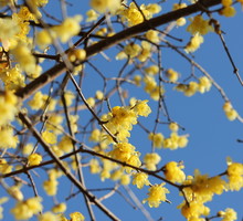 Zimokwiat wczesny Chimonanthus praecox (zdj.: Fotolia.com)