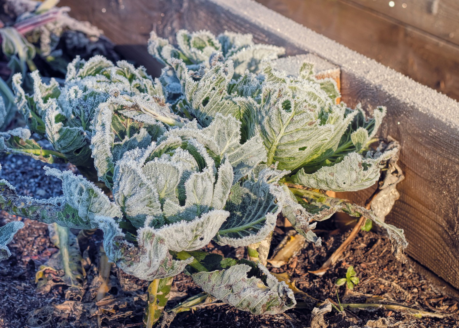 Zmarznięte główki kapusty w warzywniku (zdj.: Fotolia.com)