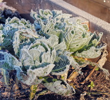 Zmarznięte główki kapusty w warzywniku (zdj.: Fotolia.com)