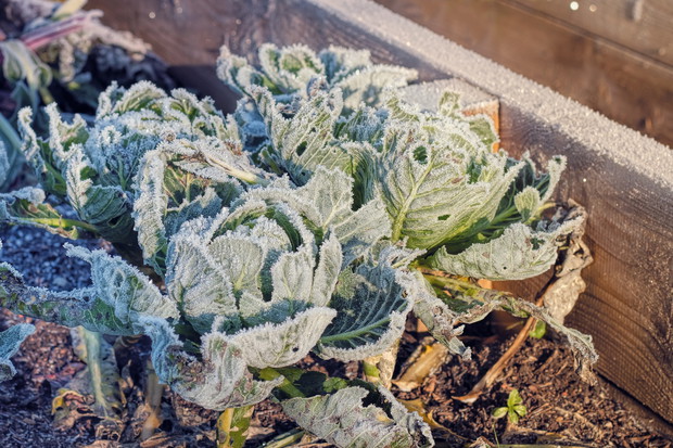 Zmarznięte główki kapusty w warzywniku (zdj.: Fotolia.com)