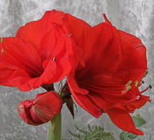 Zwartnica Hippeastrum (zdj.: Fotolia.com)