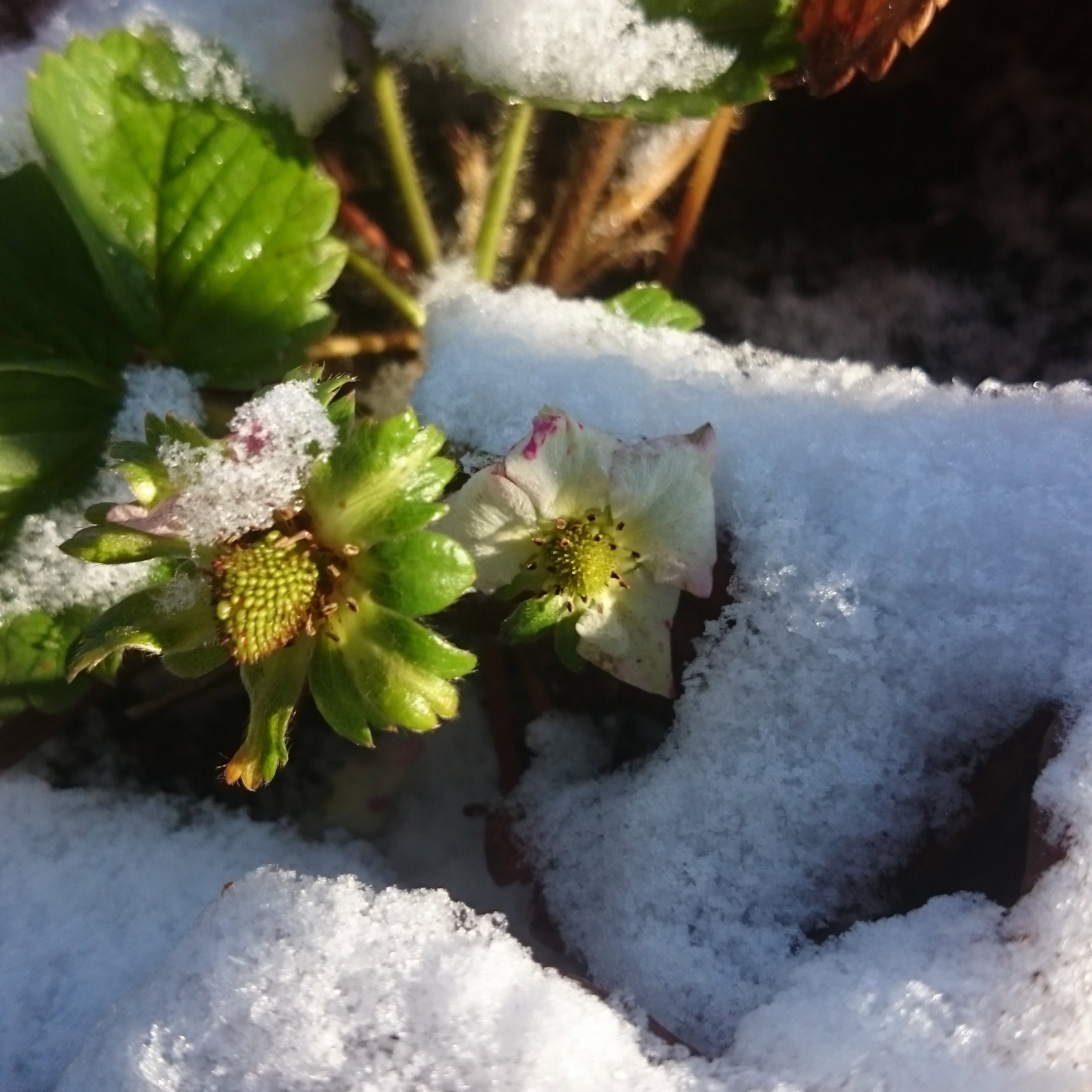 12 listopad 2016 truskawka