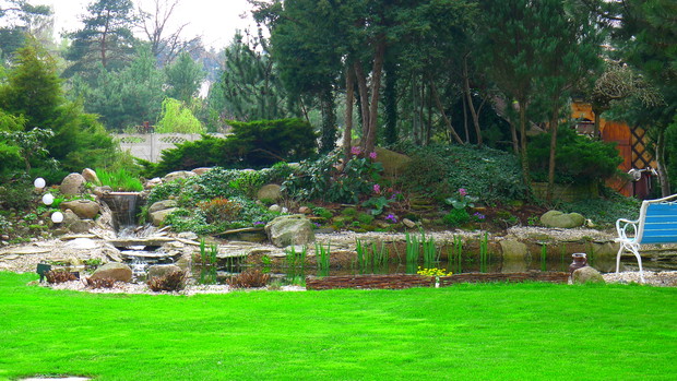 A i w ogrodowym stawie wrze. Żaby rozpoczynają swoje harce