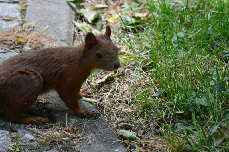  Bardzo ciekawskie stworzenie 