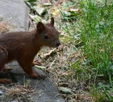 Bardzo ciekawskie stworzenie