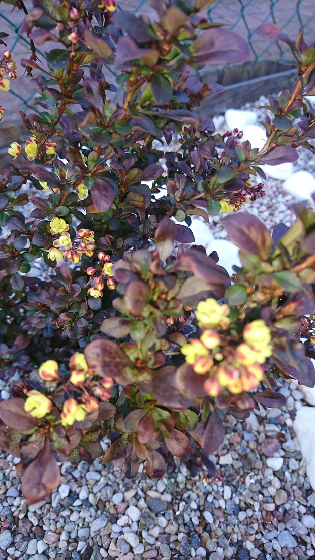 berberys pięknie kwitnie