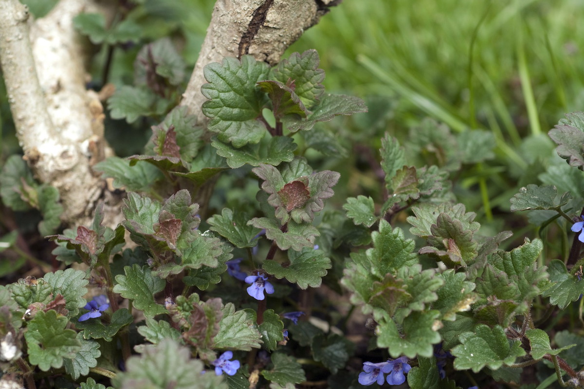 Bluszczyk kurdybanek Glechoma hederacea (zdj.: Fotolia.com)