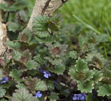 Bluszczyk kurdybanek Glechoma hederacea (zdj.: Fotolia.com)