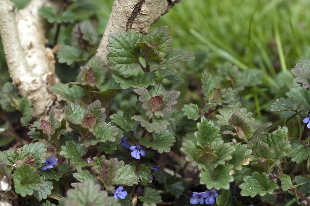 Bluszczyk kurdybanek Glechoma hederacea (zdj.: Fotolia.com)
