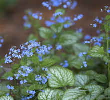 Brunnera wielkolistna Brunnera macrophylla (zdj.: Fotolia.com)