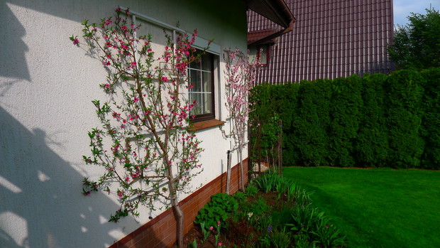 Brzoskwinie. Rozpięte na południowej ścianie pięknie kwitną i obficie owocują