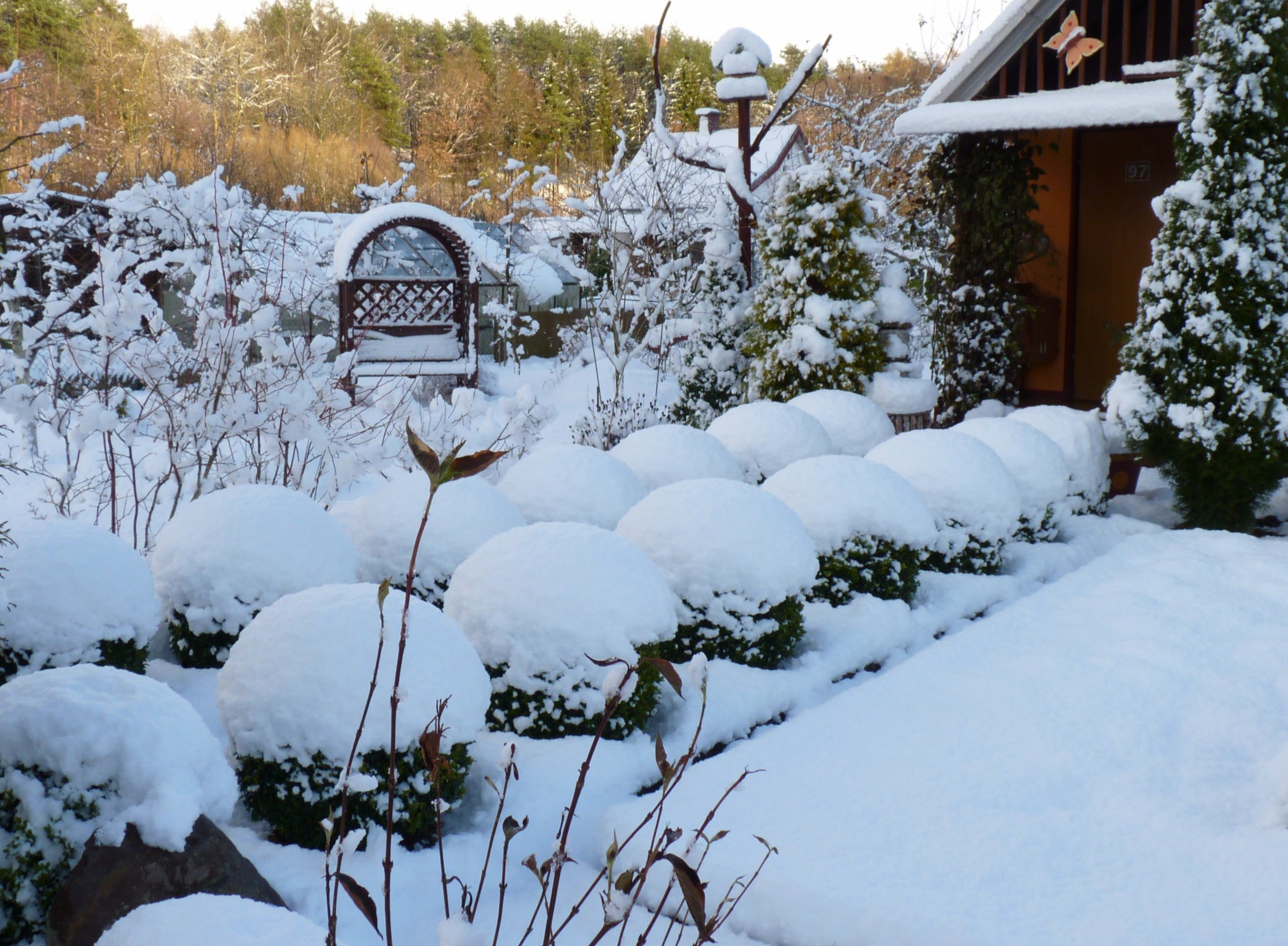 bukszpany pod śniegiem
