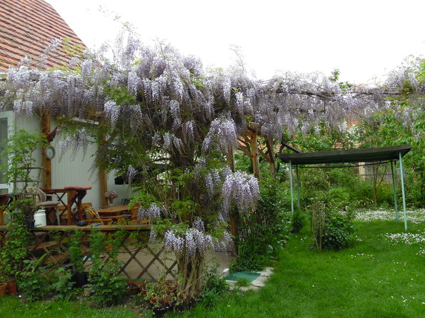 Cudna , pachnąca Glicynia na tarasie 