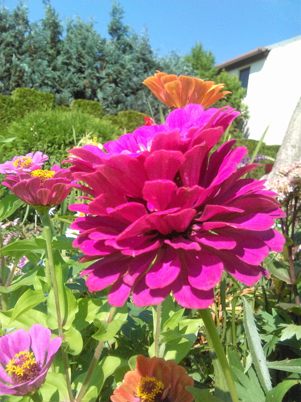 cynie - trochę Meksyku w polskim ogródku