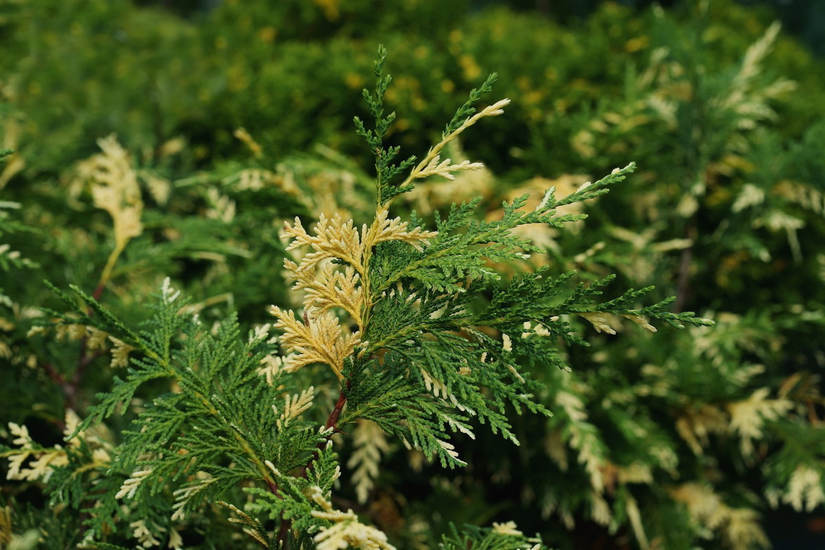 Cyprysik nutkajski Chamaecyparis nootkatensis (zdj.: Fotolia.com)