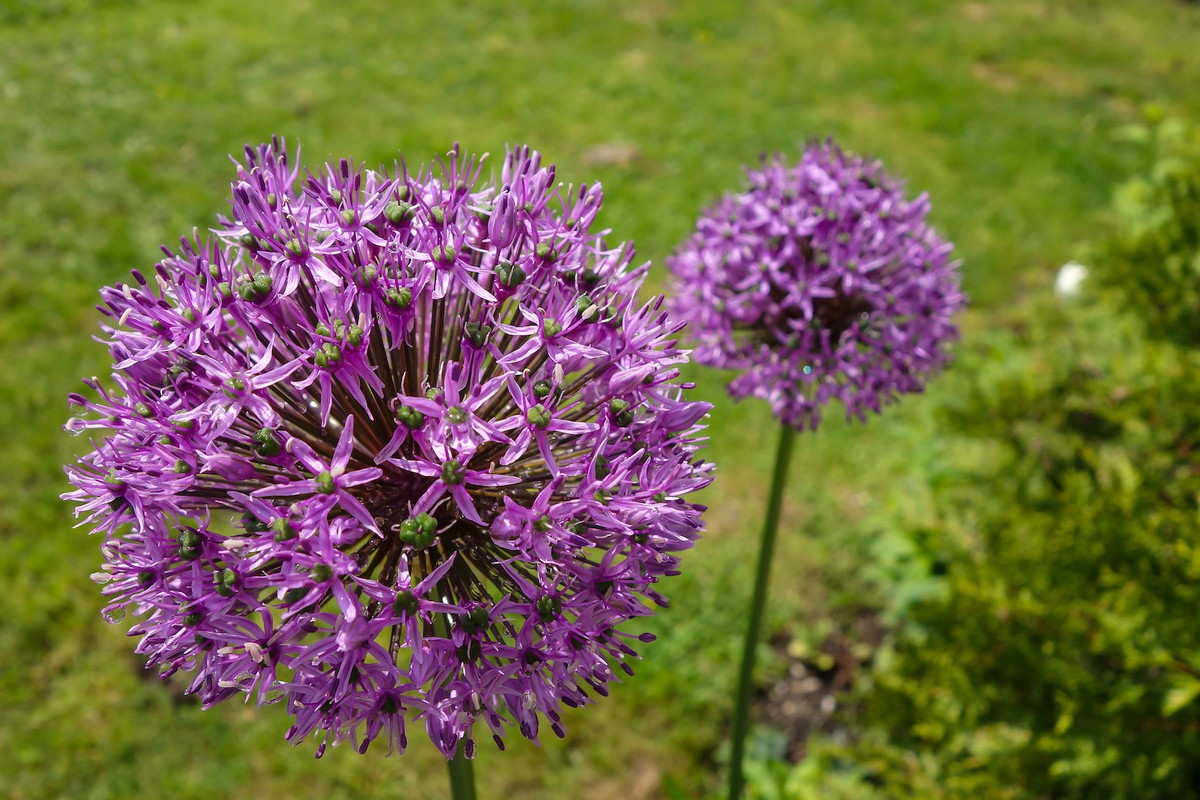 Czosnek białawy Allium cristophii (zdj.: Fotolia.com)
