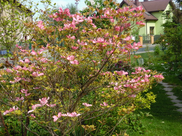 Dereń jest przepiękny 