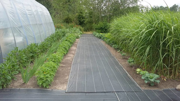 Droga do warzywniaka i lasku, by ułatwić sobie pracę położyliśmy włókninę jako ścieżkę. To tymczasowe, ale łatwiej utrzymać czystość w tej części ogrodu. Po lewej rudbekia, irysy i aksamitki. Po prawej kapusty ozdobne, mietelnik oraz miskant olbrzymi.