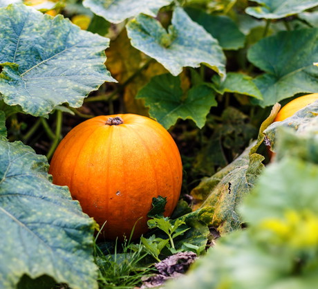 Dynia nie potrzebuje zbyt wiele miejsca do uprawy (zdj.: Shutterstock.com).