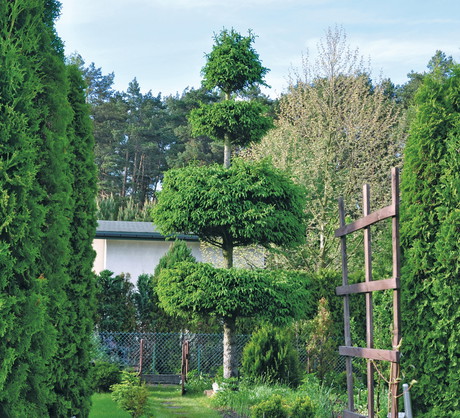 Efekt po trzech latach od pierwszego cięcia (zdj.: materiały czytelnika)