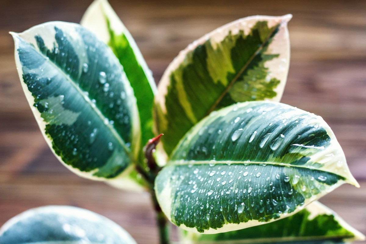 Figowiec sprężysty Ficus elastica (zdj.: Fotolia.com)