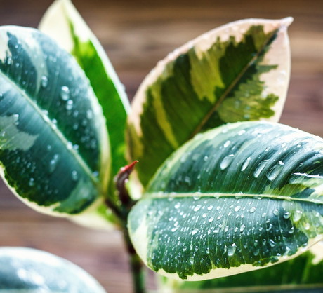 Figowiec sprężysty Ficus elastica (zdj.: Fotolia.com)