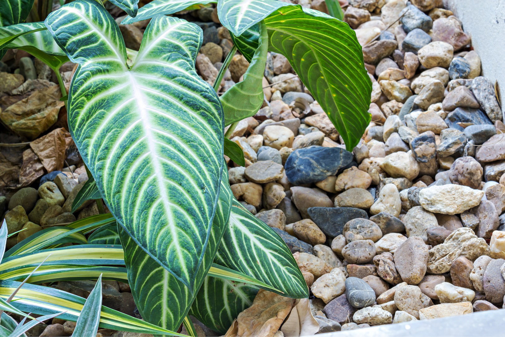 Filodendron w dużej, wysypanej kamienia donicy (zdj.: Fotolia.com)