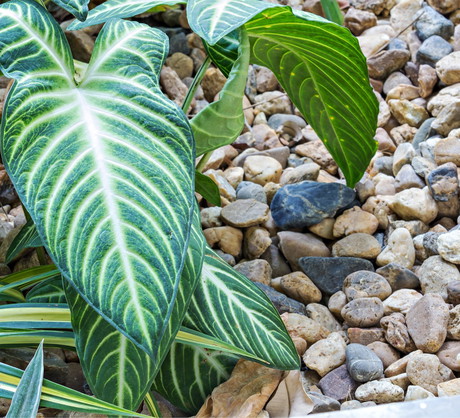 Filodendron w dużej, wysypanej kamienia donicy (zdj.: Fotolia.com)