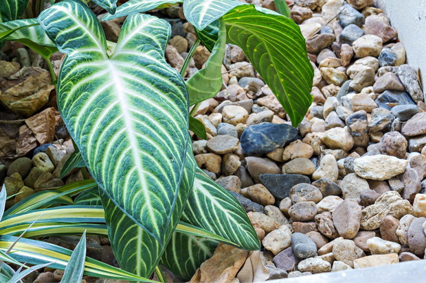 Filodendron w dużej, wysypanej kamienia donicy (zdj.: Fotolia.com)