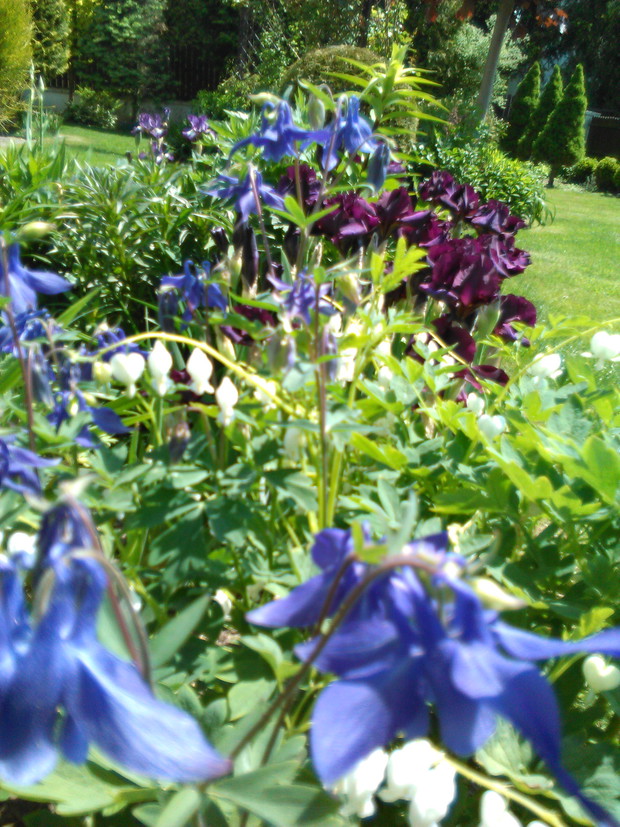 fioletowo-niebieskie klimaty wiosenne - irysy, orliki