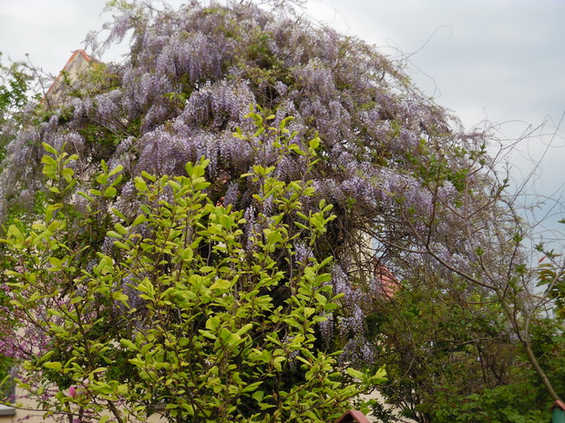 Glicynia  na jabłoni żyje razem z jabłonką i jej jabłuszkami :)
