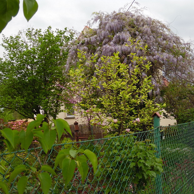 Glicyniowa jabłoń :)