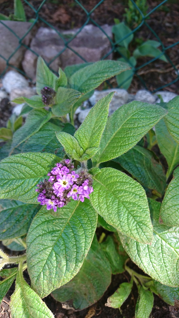 heliotrop ponoć odstrasza komary zobaczymy