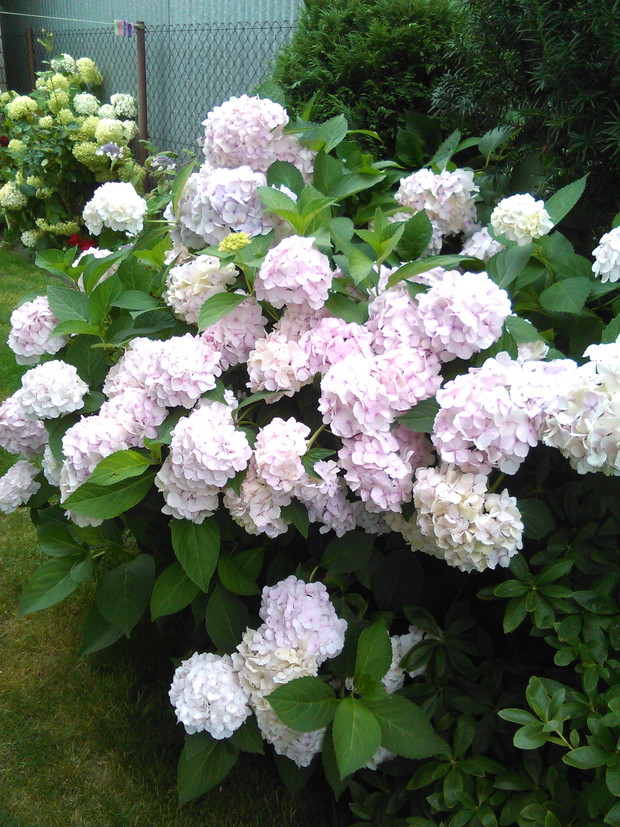 hortensja ogrodowa , w tle - hortensja drzewiasta Annabelle