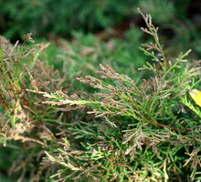 Igły jałowca dotknięte brązowieniem (zdj.: Fotolia.com)