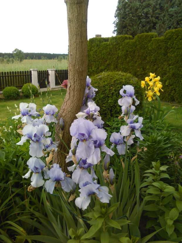 irysy bladoniebieskie - b. wysokie i b. pachnące