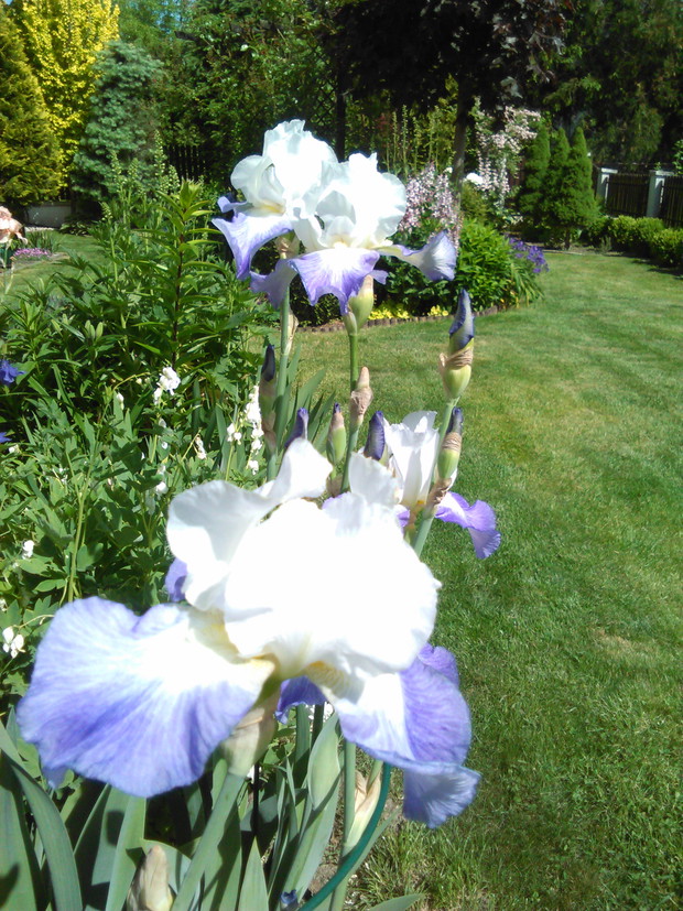 irysy - hrabiny ogrodowe